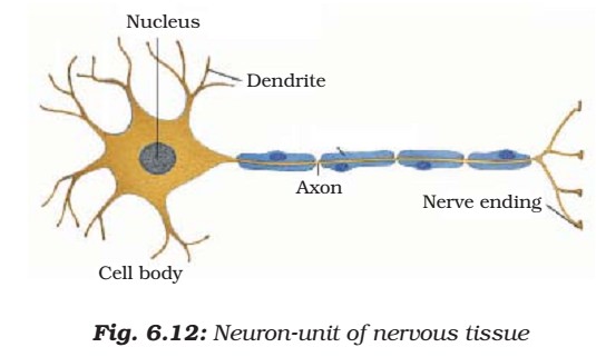 Structure of Neuron