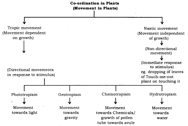 Plant Movements