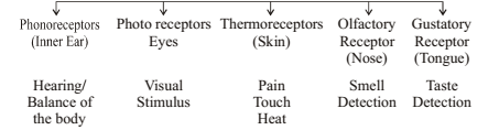 Receptors 