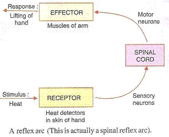 Peripheral Nervous Tissue Reflex Arc