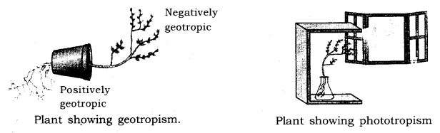 Phototropism