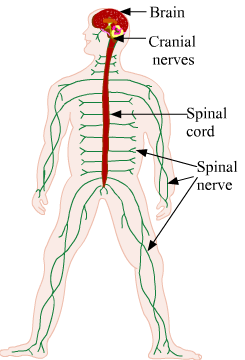 human nervous system